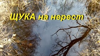 Нерест щуки,заяц.