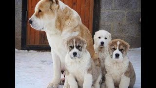 ? ОШТОГУ ИТ БАЗАР/ АЛАБАЙ/ ПИТБУЛЬ/ КЫРГЫЗ ДӨБӨТ/ Породасы