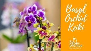 Keiki βάσης σε ορχιδέα Phalaenopsis