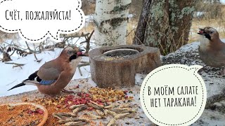 Красивые и наглые птицы сойки и робкие синицы в Птиченькином кафе