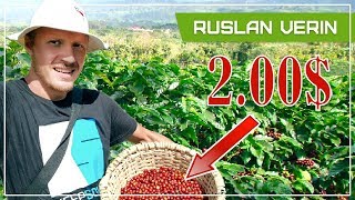 ДОХОД ОТ СБОРА КОФЕ В КОСТА-РИКЕ | Ruslan Verin #19