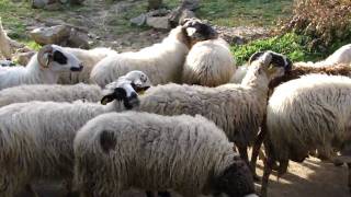 Agritourism in Evia, Greece