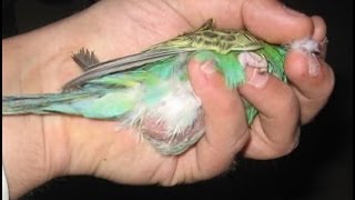 Yumurta Sıkışması Tedavisi (Budgie lays an egg)