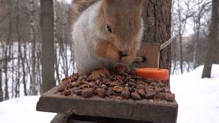 Толстая и другие белки / Tolstaya and other squirrels