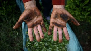 Imigrantes em plantações de coca