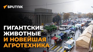 Гигантских животных и новейшую агротехнику показали в центре Бишкека