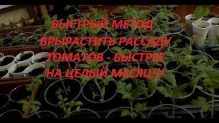Быстрый метод выращивания рассады томатов. Рассада вырастет на целый месяц быстрее!