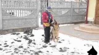 Занятие по послушанию (дрессировка собаки, Черновцы)