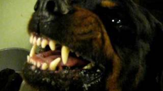 Diesel our dangerous rottweiler