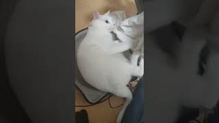 ネコ踏んじゃった 踏まれるのが好きな白猫さん