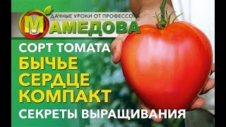 ? СОРТ ТОМАТА "Бычье Сердце Компакт. СЕКРЕТЫ ВЫРАЩИВАНИЯ