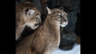 СИМУЛЯТОР ПУМЫ #1 СЕМЬЯ ПУМЫ или ДИКАЯ КОШКА в в Puma Sim
