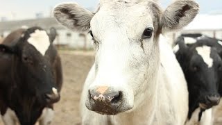 МИКОтоксины - ЯД для КОРОВ! Mycotoxins - poison for cows.