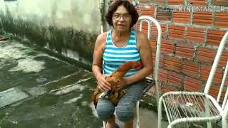 Vida na roça: socorro canastra capando frango
