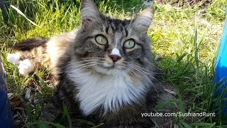 Deshedding Our Long Haired Cat With The Furminator (CC)