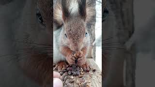 Белка не отказалась от орешка / The squirrel did not refuse the nut
