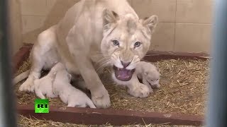 Leones blancos trillizos nacen en un zoológico en Polonia