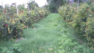 Soil Charger technology and brush cutter  बागेतील 100% तण नियंत्रण व जबरदस्त रिजल्ट
