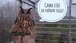 Сова Ёль с пеньком под юбочкой - так теплее и не дует сидеть на жопоньке