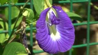 Clitoria ternatea butterfly pea