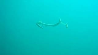 Sea Snake shedding Skin near Churna, Karachi
