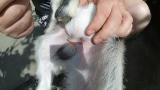 Кастрация козлят Эластратором. Самый лучший бескровный метод. Castration of goats by Elastrator