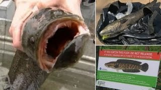 Predatory 'Frankenfish' that looks like a snake and can live out of water for days to be hunted.