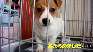 ジャックラッセルテリアがやってきた（ A puppy came to my house.20180318）