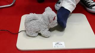 【2017国際ロボット展】足のにおいを嗅いで気絶する「はなちゃん」