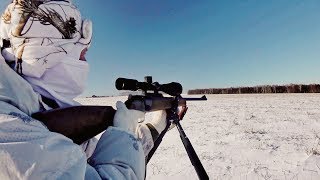 Охота на лис, удача и неудачи. Новый рецепт.
