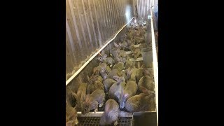 Отсадка крольчат, как и когда лучше отсаживать.