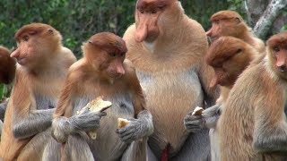 STUPID FUNNY VIRAL GAY MONKEY VIDEO!