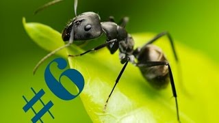 Мир муравьев, новая матка, в новом инкубаторе. #6