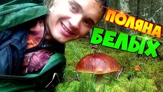 Ведро белых за 7 минут.ПОЛЯНА БЕЛЫХ ГРИБОВ