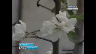 В осеннем Челябинске зацвели яблони