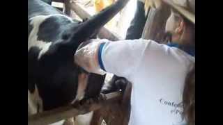 Fazendo toque em vacas  Fazenda Água Branca   GOIÁ