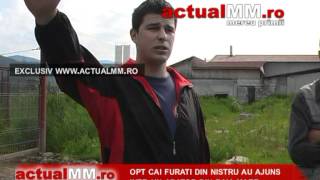 Opt cai furati din Nistru au ajuns intr un abator din Baia Mare