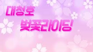 대청호 벚꽃길 자전거 라이딩 / 청주, 대전 최고의 드라이브 코스를 자전거로!!