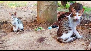 Very cute Cat kittens video, Meow meowing sound effects, बिल्ली के बच्चे