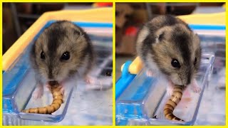 HAMSTER EAT SUPERWORMS ASMR