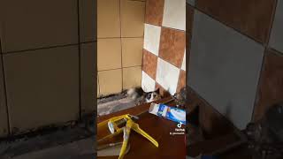 киска малышка играет. охота продолжается. трехцветная редкий зверек кошка Мура девочка