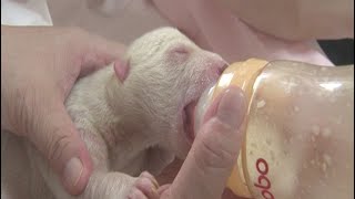 Twin Polar Bear Cubs Born in East China
