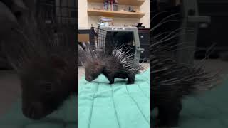Welcome Baby Porcupine to the Cincinnati Zoo