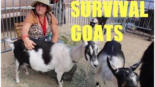 survival goats!!! for off grid living & even bugging out