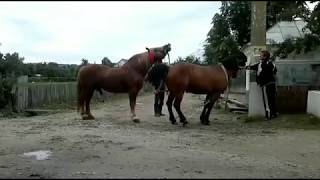 Horse mating and animal sex video ...