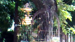 Zorzal Colorado Cantando II (Turdus rufiventris)