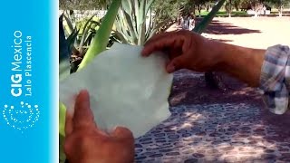 Extracción de hojas de mixiote