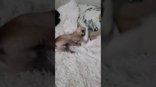 Чихуахуа после душа