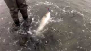 Striped Bass and Blue Fish - Top Water Plugs