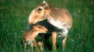 antilope saiga (saiga antelope)
